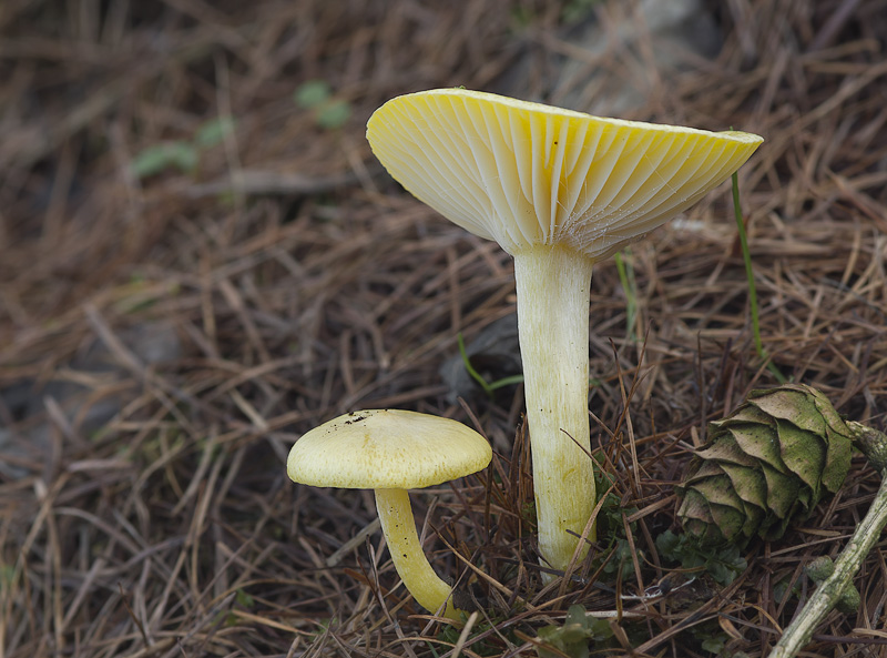 Hygrophorus lucorum